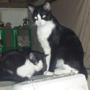 Meet your Posher, Martha